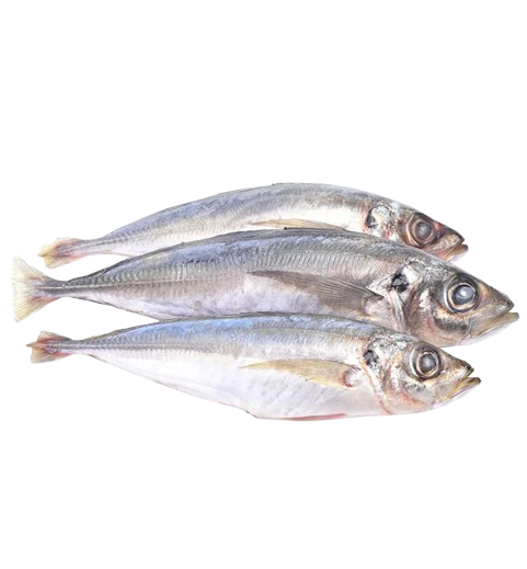 Horse Mackerel